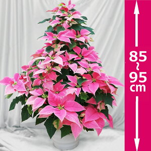 A|CZ`A 9EsNA1m̃^[^ΕANX}XMtgAjAv[gpɃMtgdlł͂܂BԂŕsꂽp̓NX}X̃fBXv[ɍœK