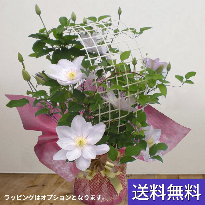 楽天市場 送料無料 上品な薄紫のクレマチス 白馬 敬老の日 鉢植え 鉢花プレゼントは鉢植えギフト通販専門店 鉢花のお店オーク リーフ をご利用下さい 花と緑のお店 オーク リーフ