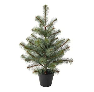 クリスマス ツリー 室内 観葉植物の人気商品 通販 価格比較 価格 Com