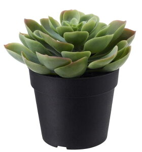 yNEWzIKEA CPA FEJKA tFCJlHϗtA, /Op Succulent9 cm703.952.96