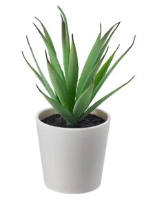 yNEWzIKEA CPAFEJKA tFCJlHϗtA Jo[t, /Op Succulent, 6 cm803.953.09