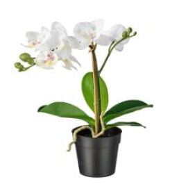 【NEW】IKEA ikeaFEJKA フェイカ 人工観葉植物, Orchid ホワイト, 9 cm802.949.37和やかな雰囲気になります。