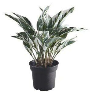 yNEWzIKEA CPA FEJKA tFCJlHϗtA, /Op JeA, 15 cm105.932.23