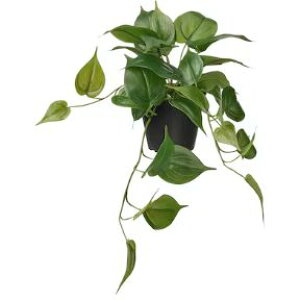 yNEWzIKEA CPA FEJKA tFCJlHϗtA, /Op |gX/艺^, 12 cm505.780.70