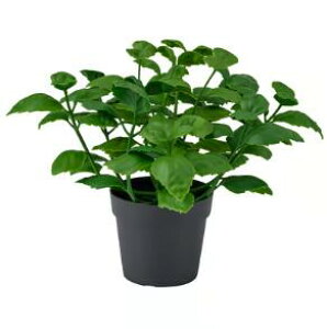 �yNEW�zIKEA �C�P�A FEJKA �t�F�C�J�l�H�ϗt�A��, ����/���O�p/�o�W��, 9 cm706.107.43