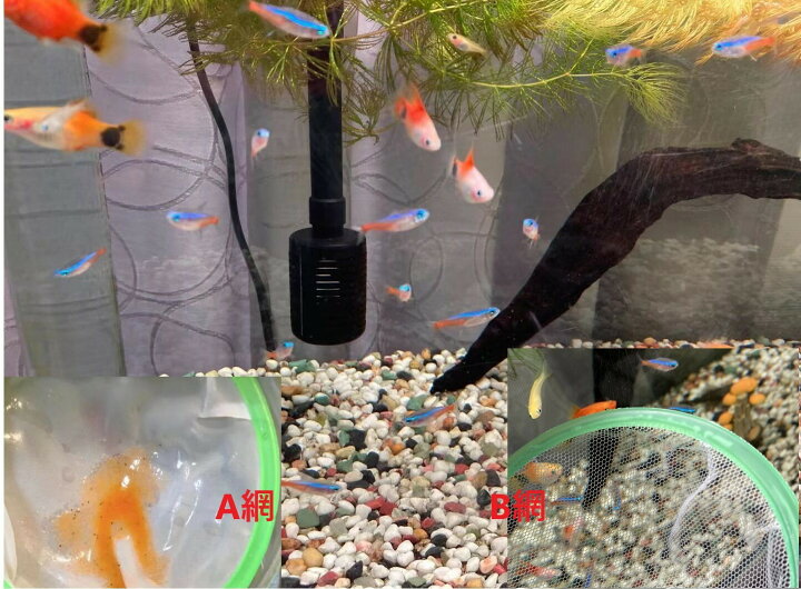 楽天市場 2点からご注文可能 金魚すくい すくい 鑑賞魚用 フィッシュネット 魚網 釣りネット 釣り すくい網 金魚 すくい 熱帯魚 水槽 漁具 淡水海水 すくい網 魚 亀 カメ メダカ 網 ミジンコ ブラインシュリンプ アミ あみ Smilemedia 楽天市場店