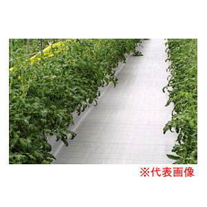 hV[g zCgAOV[gR 2m×100m BW2415 {ChNX hEړIp ubN^zCgylzsz