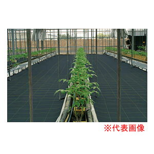 hV[g ̓AOV[g 3m×50m BB2218 {ChNX hEړIp ubNylzsz