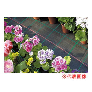 hV[g RۃAOV[g 2m×100m BK1515 {ChNX hEړIp ubNylzsz