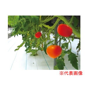 hV[g AOV[gVCzCg 2m×100m SW1515 {ChNX hEړIpylzsz