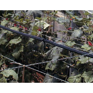 ~XgG[X20 t 100m*2{Zbg Z_Ǝ