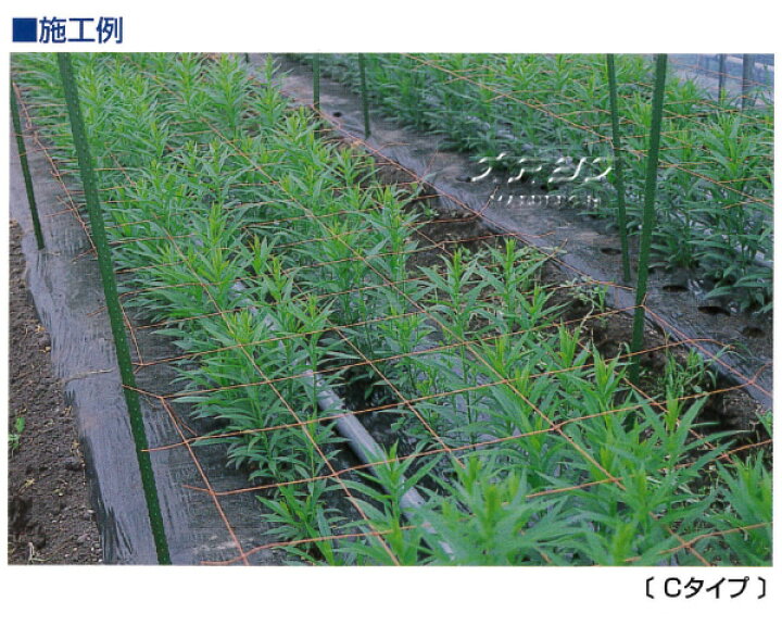 楽天市場】フラワーネット Cタイプ C156 15cm角 6目 0.90m*100m 茶 