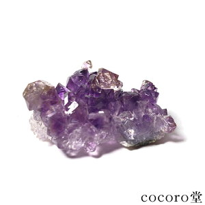 VR p[Xg[ y_́zCh J[Y AWXg GX` NX^[  u TCYF31×21×15mm dF8g fB[X Y   y[֕s