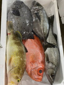 鮮魚ボックス（小）[5kg-8kg]