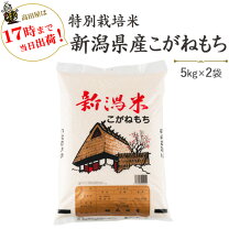令和5年産　特別栽培米〔もち米〕新潟産こがねもち5kg×2袋【送料無料】(一部地域を除く)