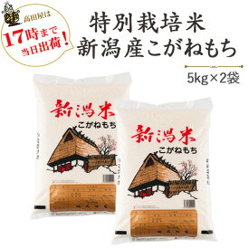 令和7年産　特別栽培米〔もち米〕新潟産こがねもち5kg×2袋【送料無料】(一部地域を除く)