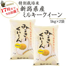 令和7年産　新米特別栽培米新潟産ミルキークイーン5kg×2袋　白米【送料無料】(一部地域を除く)
