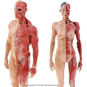 l̃f l̖͌^ j  11C` 30cm l̋ؓ͌^ ͌^  ؍i CGyCeBO 