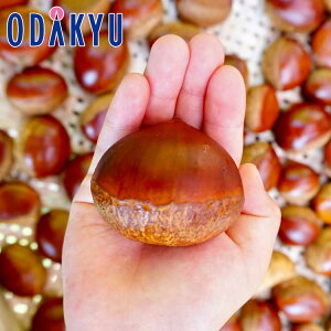  O Yn  m N.Ground n nOg uhI 3L 1Kg bwi11/12-11/15j́kCEEւ͓͕s()