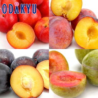 送料無料 山梨県産 すもも三昧 約1kg ｜7月下旬以降のお届け※沖縄・離島へは届不可(直)