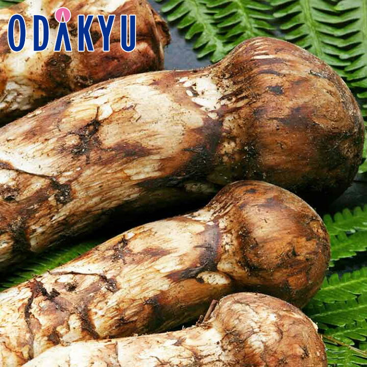 楽天市場】秋の味覚 特別販売会 岩手県産 松茸 約800g ｜10月上旬以降 