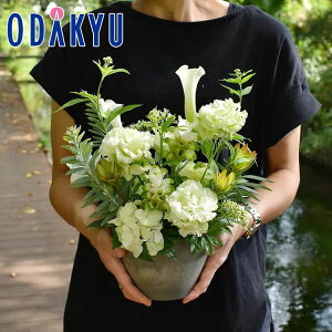   m flower toujours n AWgS White bł攭7-10xsE_ސ쌧݂̂͂()