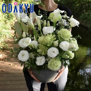   m flower toujours n AWgL White bł攭7-10xsE_ސ쌧݂̂͂()