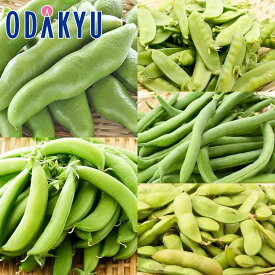 旬 野菜 豆 送料無料 5種類 まめまめまめまめまめセット 約2kg 【7-12日程度でのお届け】※北海道・四国・九州・離島へは届不可