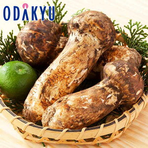 H̖o ʔ̔ Y ڂ 500g b10{菇z\聦kCElEBEEւ͓͕s()