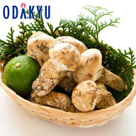 秋の味覚 特別販売会 北米産 まつたけ 1等 約500g ｜10月上旬以降順次お届け※北海道・四国・九州・沖縄…