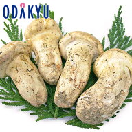 秋の味覚 特別販売会 北米産 まつたけ 2等 約500g ｜10月上旬以降順次お届け※北海道・四国・九州・沖縄…