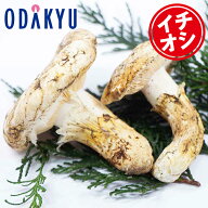 秋の味覚 特別販売会 北米産 まつたけ おまかせ 約400g ｜10月上旬以降順次お届け※北海道・四国・九州・…