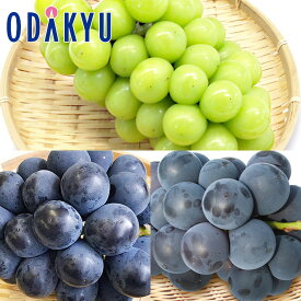 ブドウ 送料無料 3種ぶどう 食べ比べセット 秀 約1kg ｜7-12日程度でのお届け※沖縄・離島へは届不可(直)