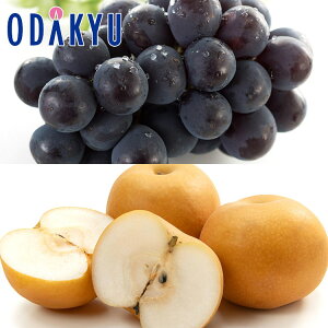 Ԃǂ Ȃ  [j[sI[l & x12xȏ 쐅 Giȏ 1.8kg b9{ȍ~ɏ͂Eւ͓͕s()