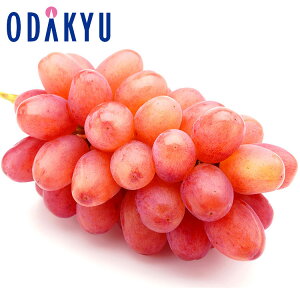 Ԃǂ 쌧Y NC[[W ꗱōLÖ 0.5kg G b7-12xł̂͂Eւ͓͕s()