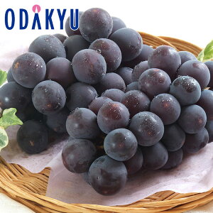 Ԃǂ 쌧Y W1,000m uꍂ̎Ȃ & ȂsI[l 1kg G b7-12xł̂͂Eւ͓͕s()