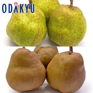  X Ƃ낯鍁! EtX & S[hEtXHה 1.6kg G b7-12xł̂͂Eւ͓͕s()