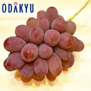 Ԃǂ RY  1[l 0.5kg G b7-12xł̂͂Eւ͓͕s()