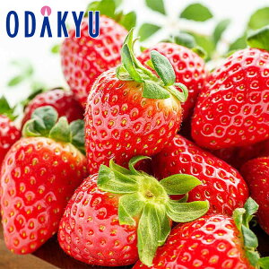  ꌧY  0.5kg DX^Cv b11{ȍ~̂͂Eւ͓͕s()