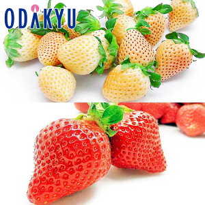   ΕDKi gC`SZbg 0.4kg G b12{ȍ~zkCElEBEEւ͓͕s