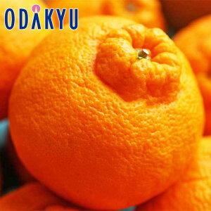 ݂  ΕDKi YgfR| 叫G 1.6kg G b121ȍ~zEւ͓͕s