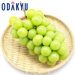 Ԃǂ  ΕDKi 쌧Y VC}XJbg 1[l 0.4kg G b121ȍ~zEւ͓͕s