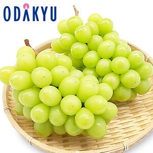 Ԃǂ  ΕDKi 쌧Y VC}XJbg 2[l 0.9kg G b121ȍ~zEւ͓͕s