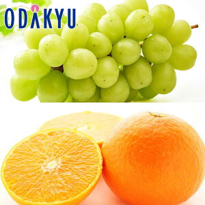 ݂ Ԃǂ  ΕDKi VC}XJbgƍg܂ǂ 1.2kg G b121ȍ~zkCElEBEEւ͓͕s