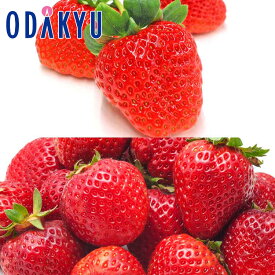 いちご 送料無料 熊本県菊池産 ひのしずく 黒箱 ＆ 埼玉県産 あまりん A品以上 約0.5kg ｜7-12日程度でのお届け※沖縄・離島へは届不可(直)