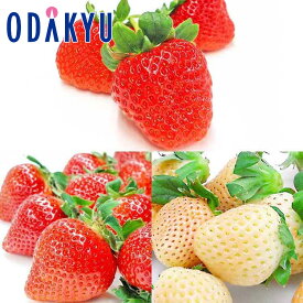 いちご 送料無料 九州いちご三昧プレミアム 約1.7kg ｜7-12日程度でのお届け※沖縄・離島へは届不可(直)