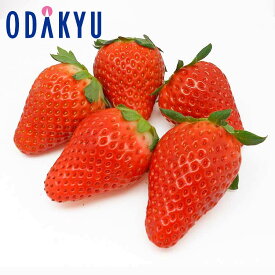 いちご 送料無料 三ツ星いちご 栃木県産 スカイベリー 約0.5kg DX ｜7-12日程度でのお届け※沖縄・離島へは届不可(直)