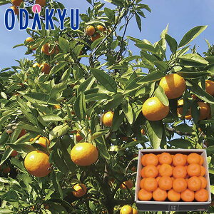 yzc}SݓX a̎RY ݂ / Ε Ε ~Mtg ~̑蕨 2025 yV e Fl Ј e b12/10菇͂i͂]ԎwjEւ͓͕s