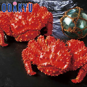 yzc}SݓX m 䐅Y n {Cԍ炪 / Ε Ε ~Mtg ~̑蕨 2025 yV e Fl Ј e b͂]Ԏw聦Eւ͓͕s