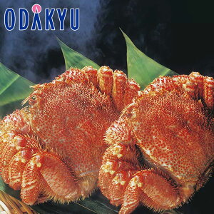 yzc}SݓX m 䐅Y n {Cт / Ε Ε ~Mtg ~̑蕨 2025 yV e Fl Ј e b͂]Ԏw聦Eւ͓͕s